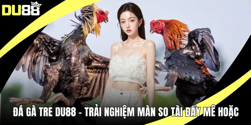 Đá gà tre Du88
